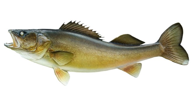 Big walleye isolated on a white background